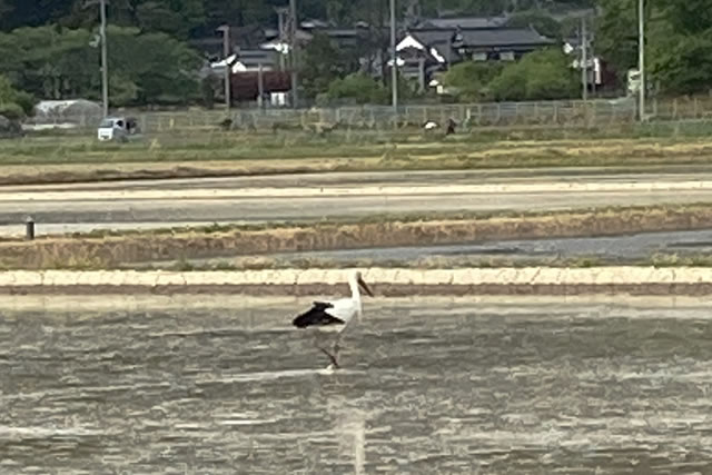 A wild Oriental Stork standing in a rice paddy in Toyooka City, Hyogo Prefecture, captured with a smartphone