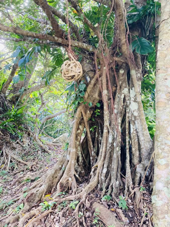 石垣島のガジュマルの木。独特の根が絡み合う自然の造形美