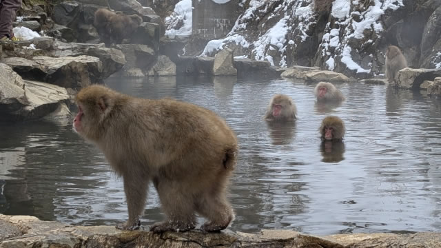 地獄谷野猿公苑で温泉に浸かるニホンザル。雪景色の中でくつろぐ猿たちの姿が見られる冬の名物風景