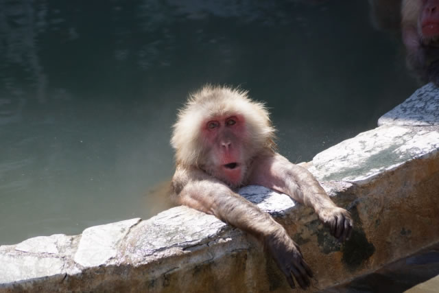 湯の川温泉で縁に手をかけてくつろぐニホンザル