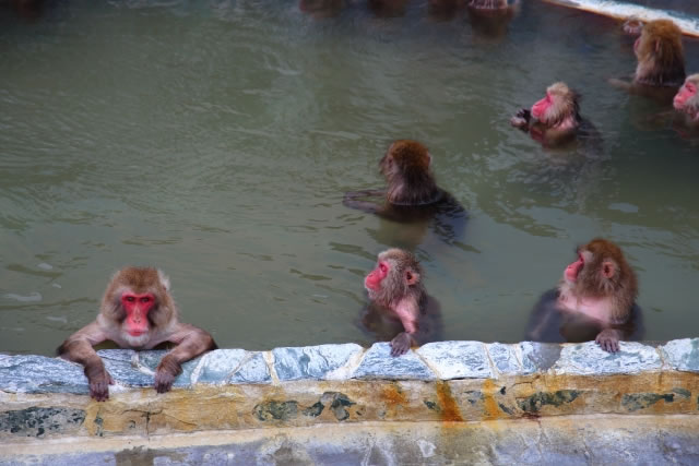湯の川温泉で温泉に浸かるニホンザルの群れ