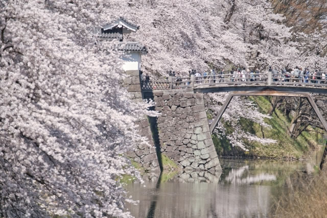 霞城公園の満開の桜とお堀に架かる橋
