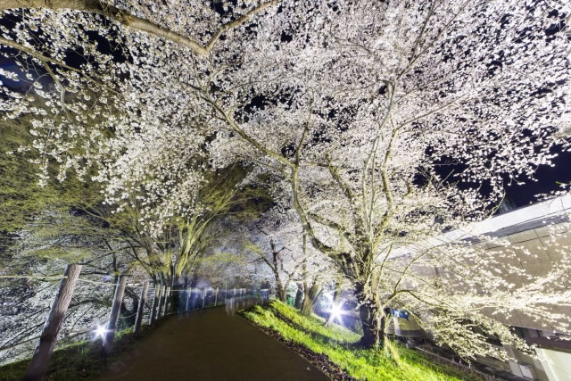 霞城公園の桜ライトアップ情報【時間・場所・注意点】
