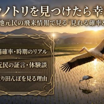 コウノトリを見つけたら幸運かを解説する豊岡の田んぼとコウノトリのイメージ