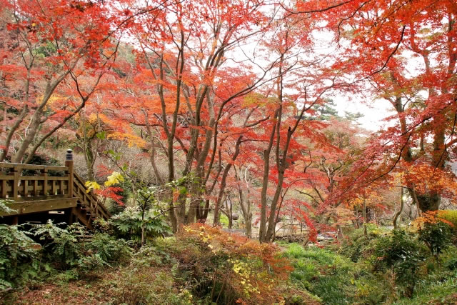 赤く色づいた紅葉が広がる秋の庭園風景