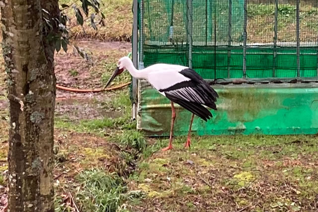 A Japanese Oriental White Stork standing at the Hyogo Park of the Oriental White Stork.
