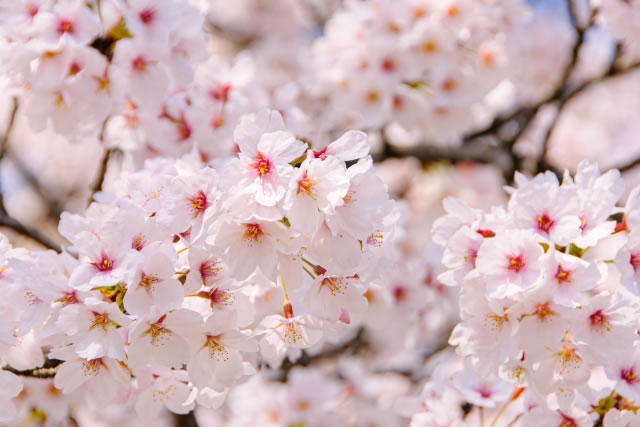 満開の桜の花をクローズアップした春の風景