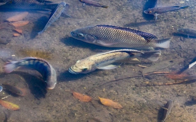 太陽光が差し込む金鱗湖の澄んだ水を泳ぐ大きな2匹のティラピア