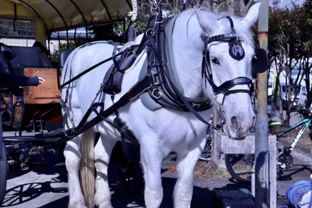 由布院の街中を、黄色い幌の馬車を引いて歩く白馬のユキちゃん