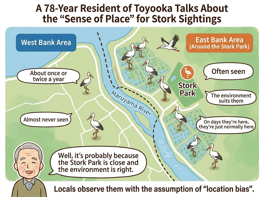 An illustrated map showing the difference in Oriental Stork sighting frequencies between the east bank (around the Stork Park) and the west bank of the Maruyama River, based on the testimony of a 78-year Toyooka resident