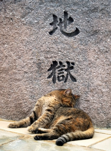 雲仙地獄の石壁の前で眠る猫の様子