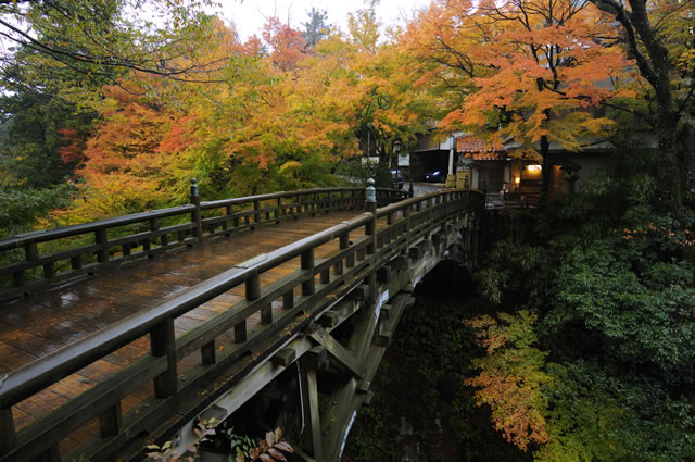 総ヒノキ造りのこおろぎ橋を彩る紅葉